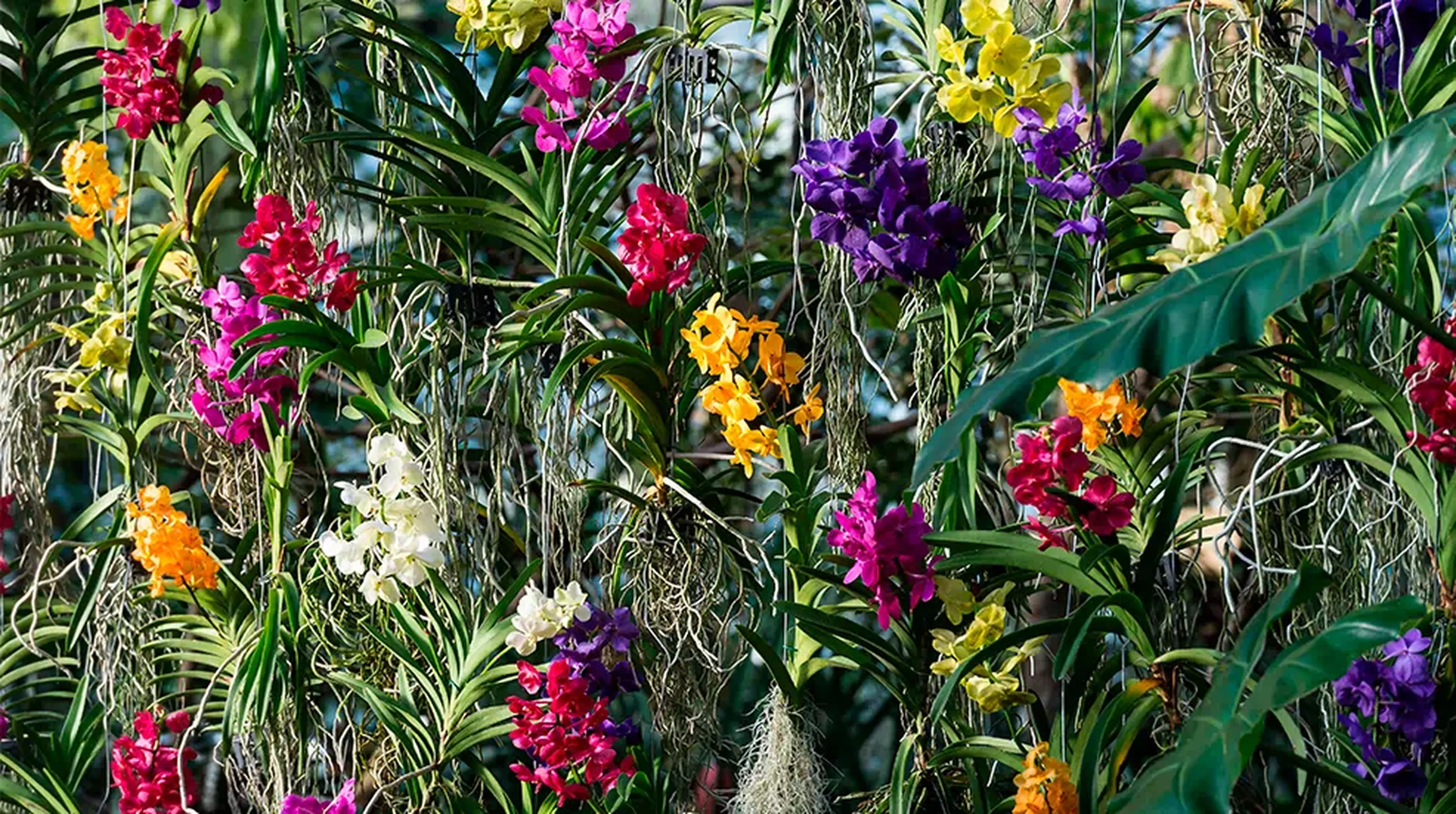 A vibrant assortment of orchids in pink, red, yellow, purple, and white blooms