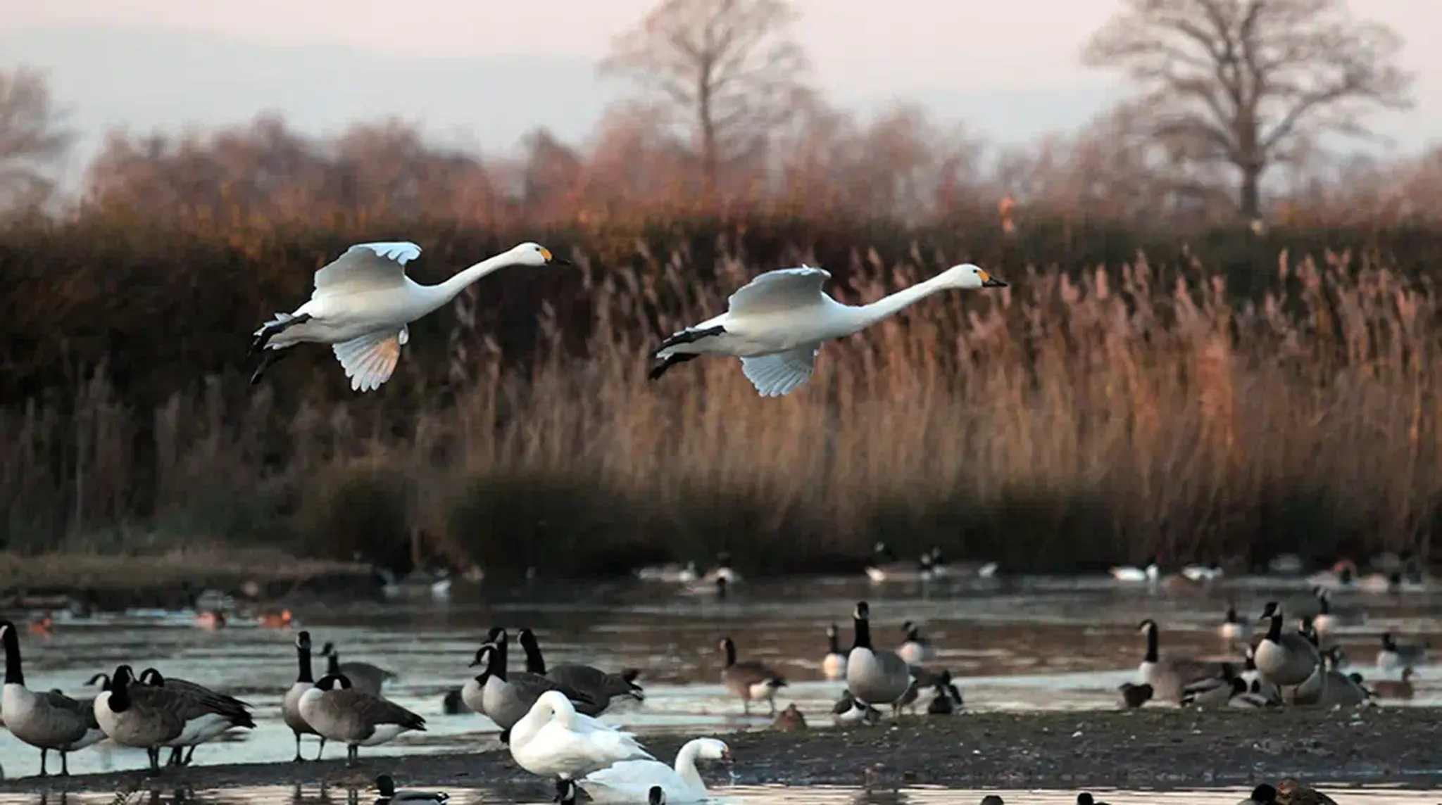 Two swans flying over a wetland with ducks and geese in the water