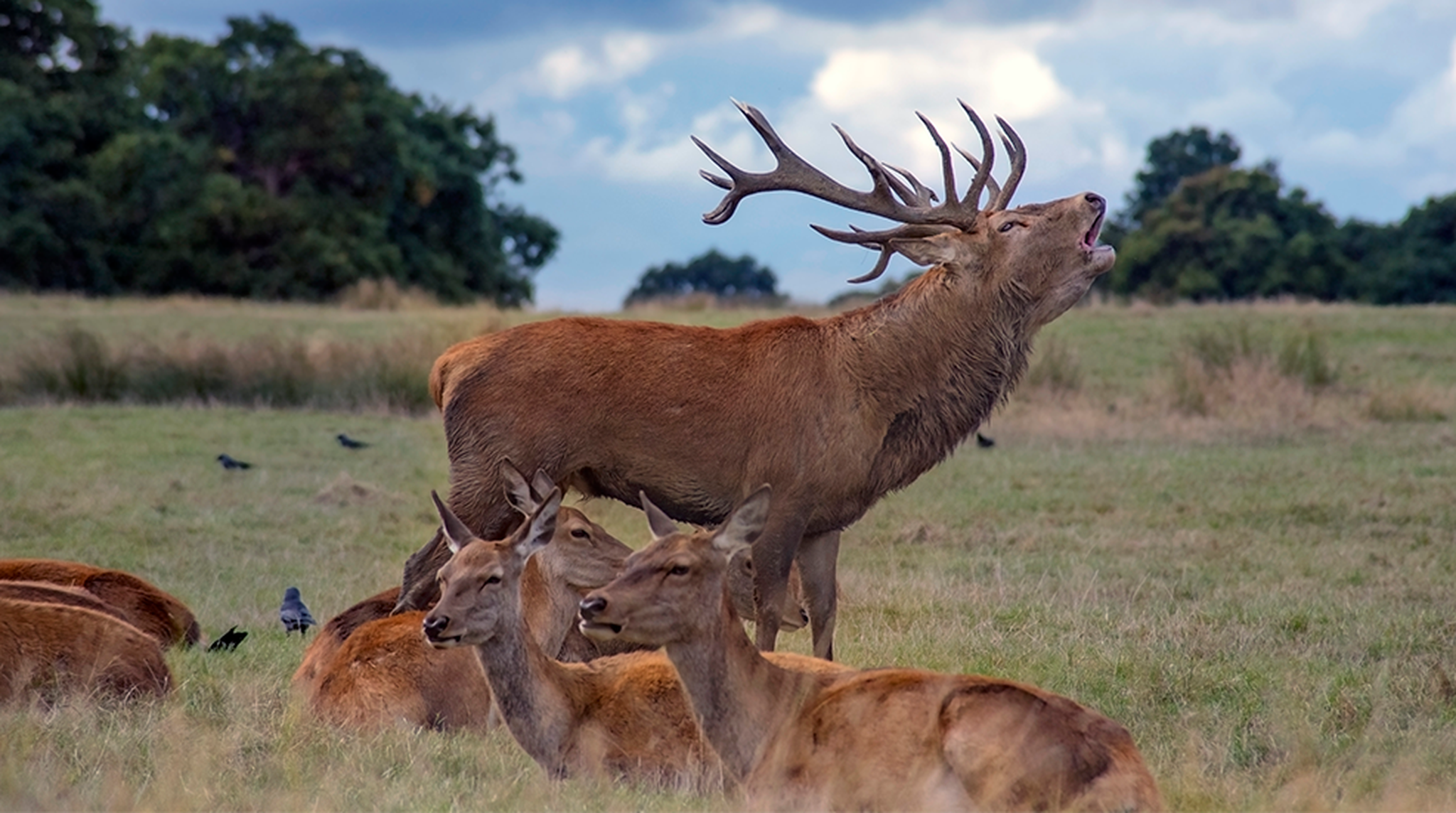 Rutting season at Richmond Park