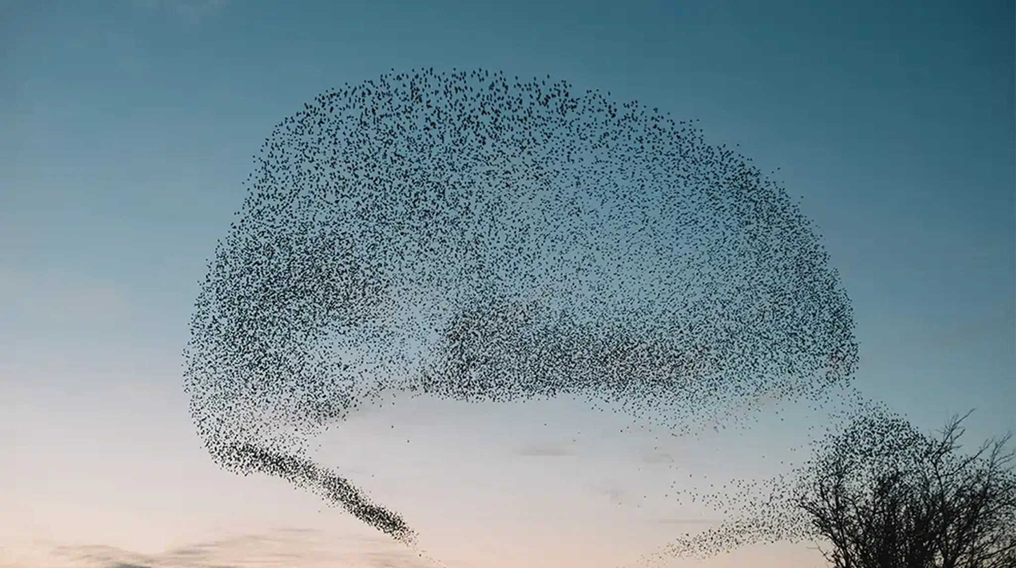 A large murmuration of starlings forms swirling patterns in the sky at dusk,