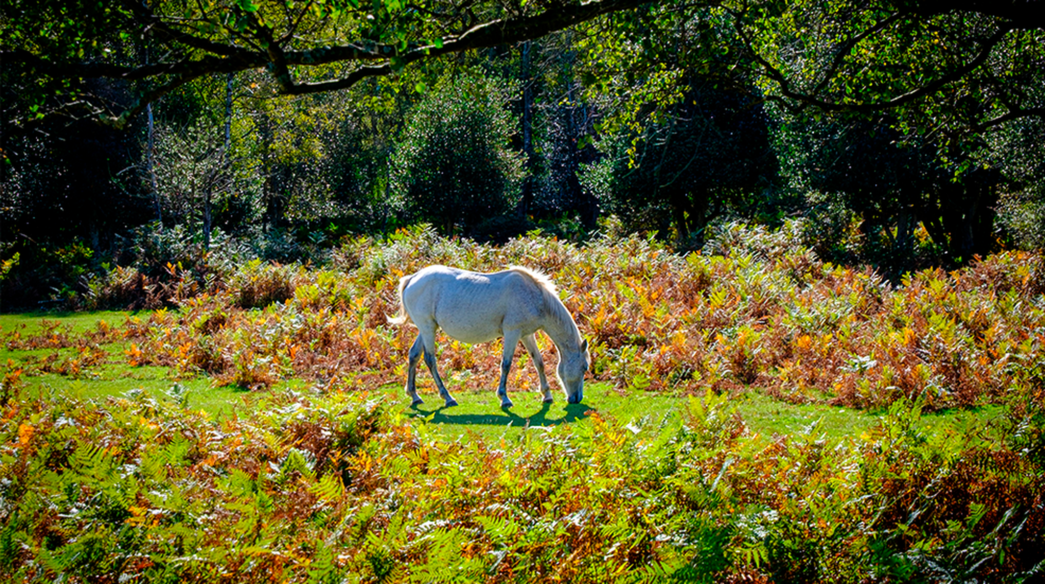 White pony grazes serenely in England's New Forest amidst autumn foliage.