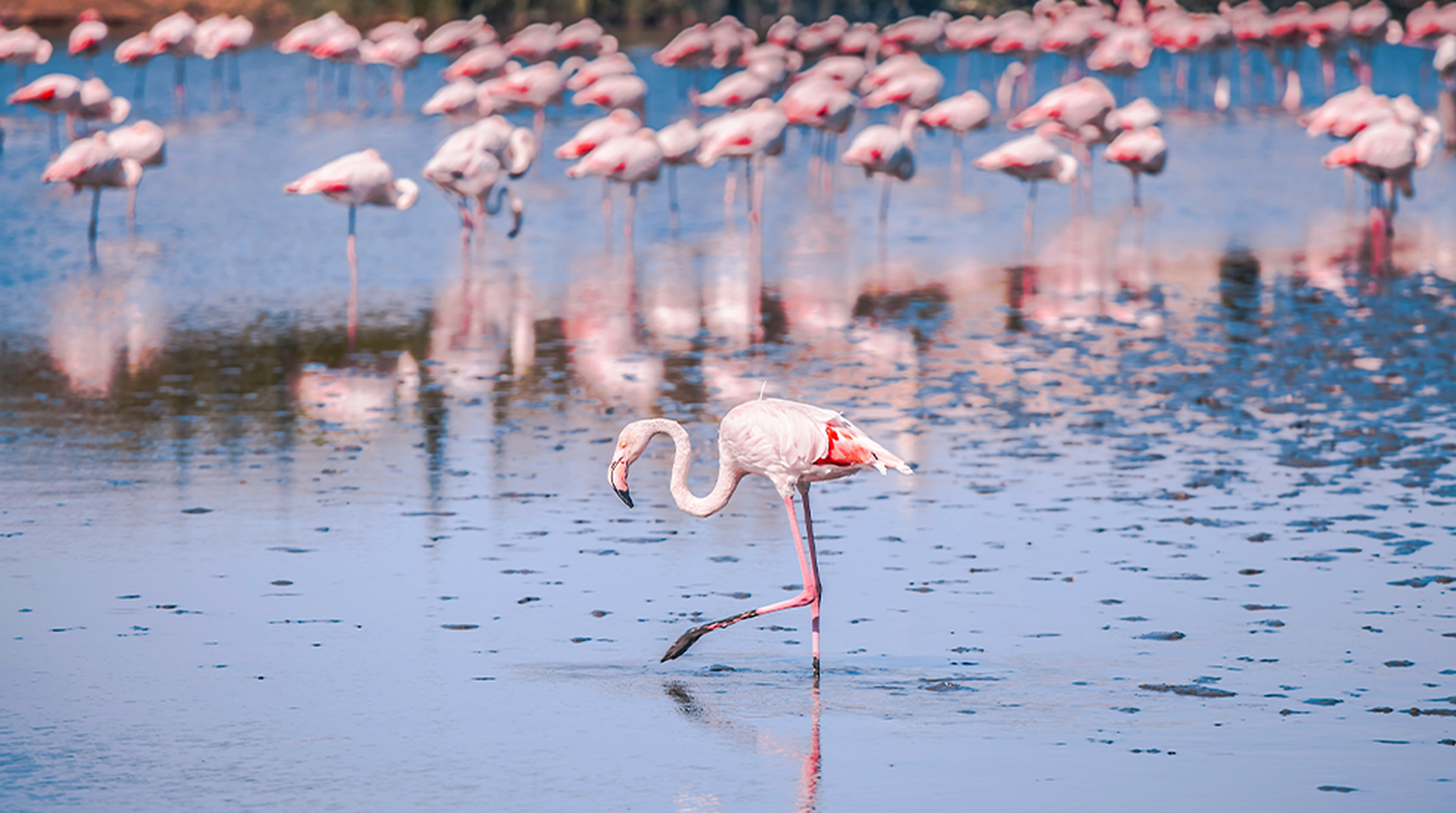 Flamingos in Camargue