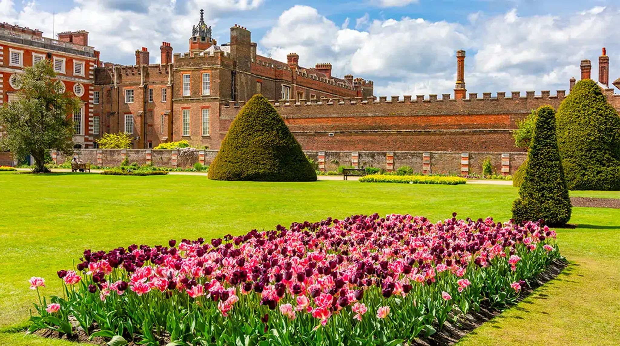 tulip hampton court