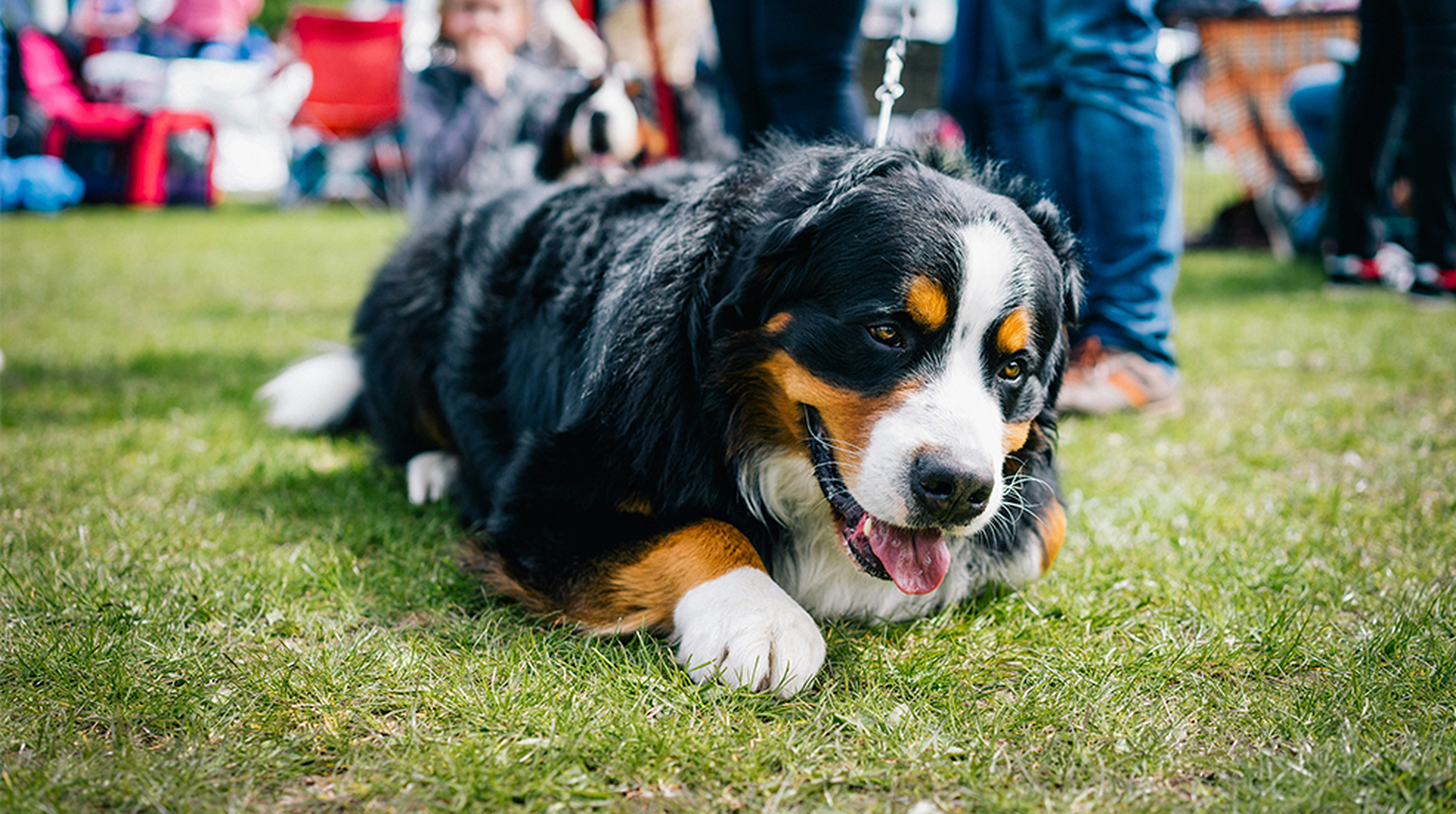 tricolor bernese mountain dog puppy on green grass field during daytime