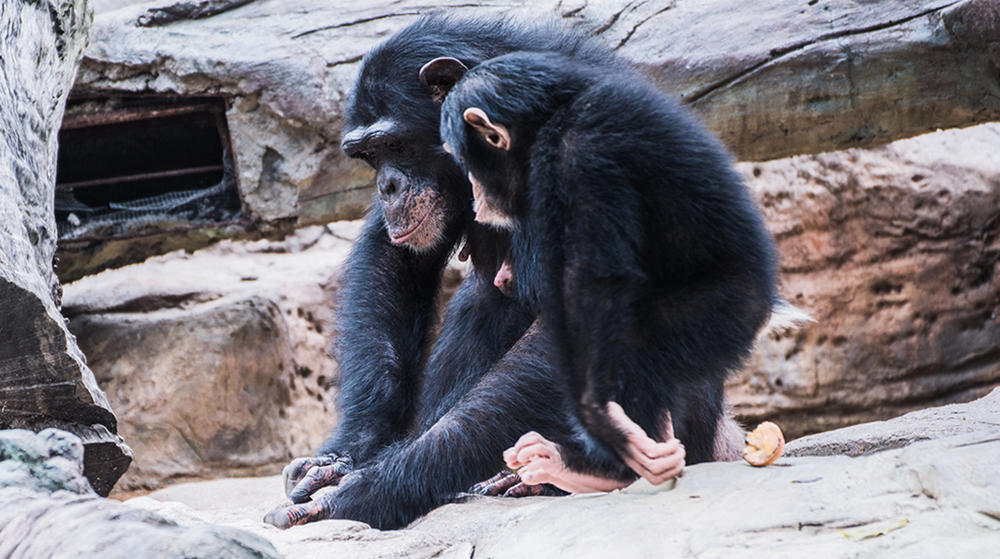 A mother chimpanzee is teaching her baby