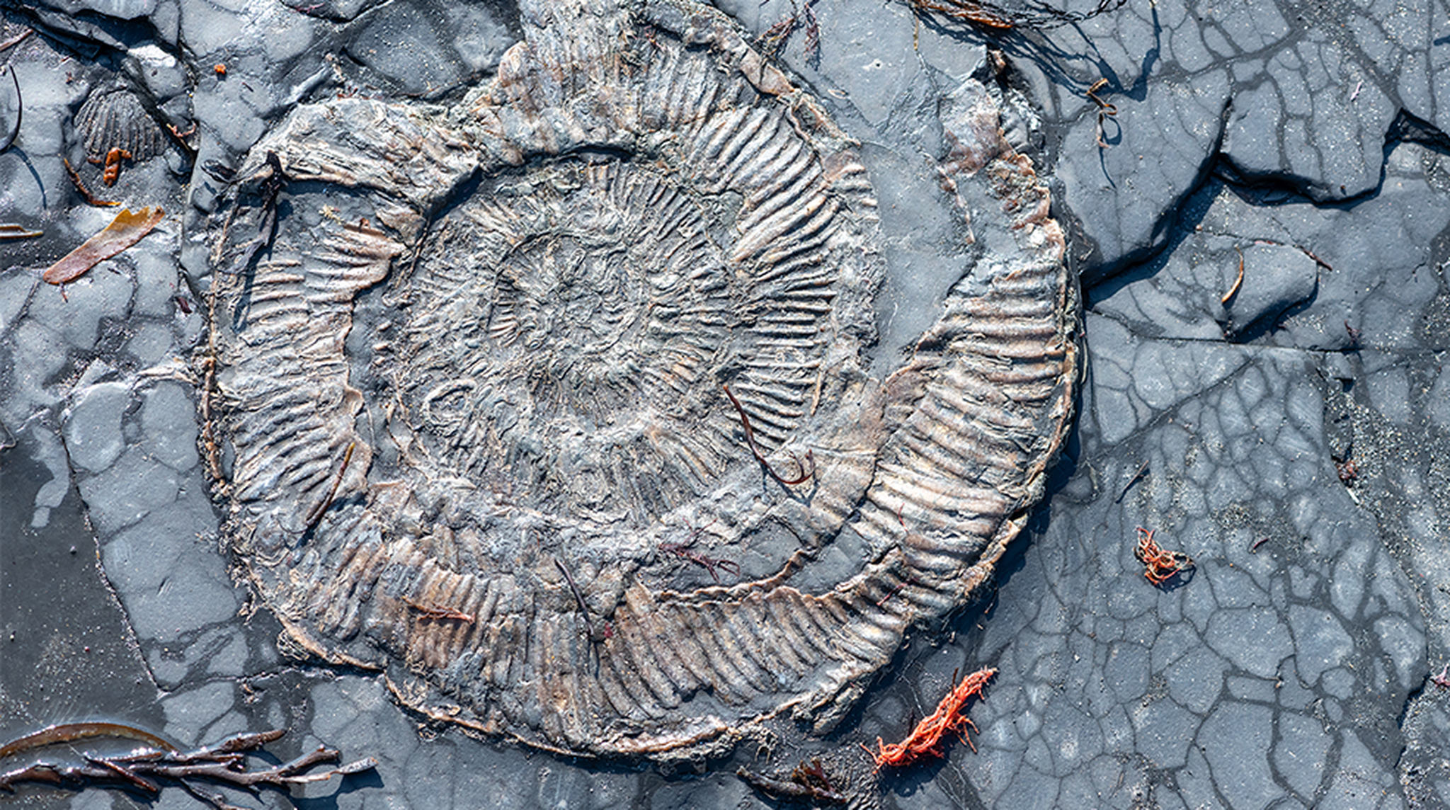 Fossilized ammonite embedded in a textured gray rock surface, with some seaweed scattered nearby.