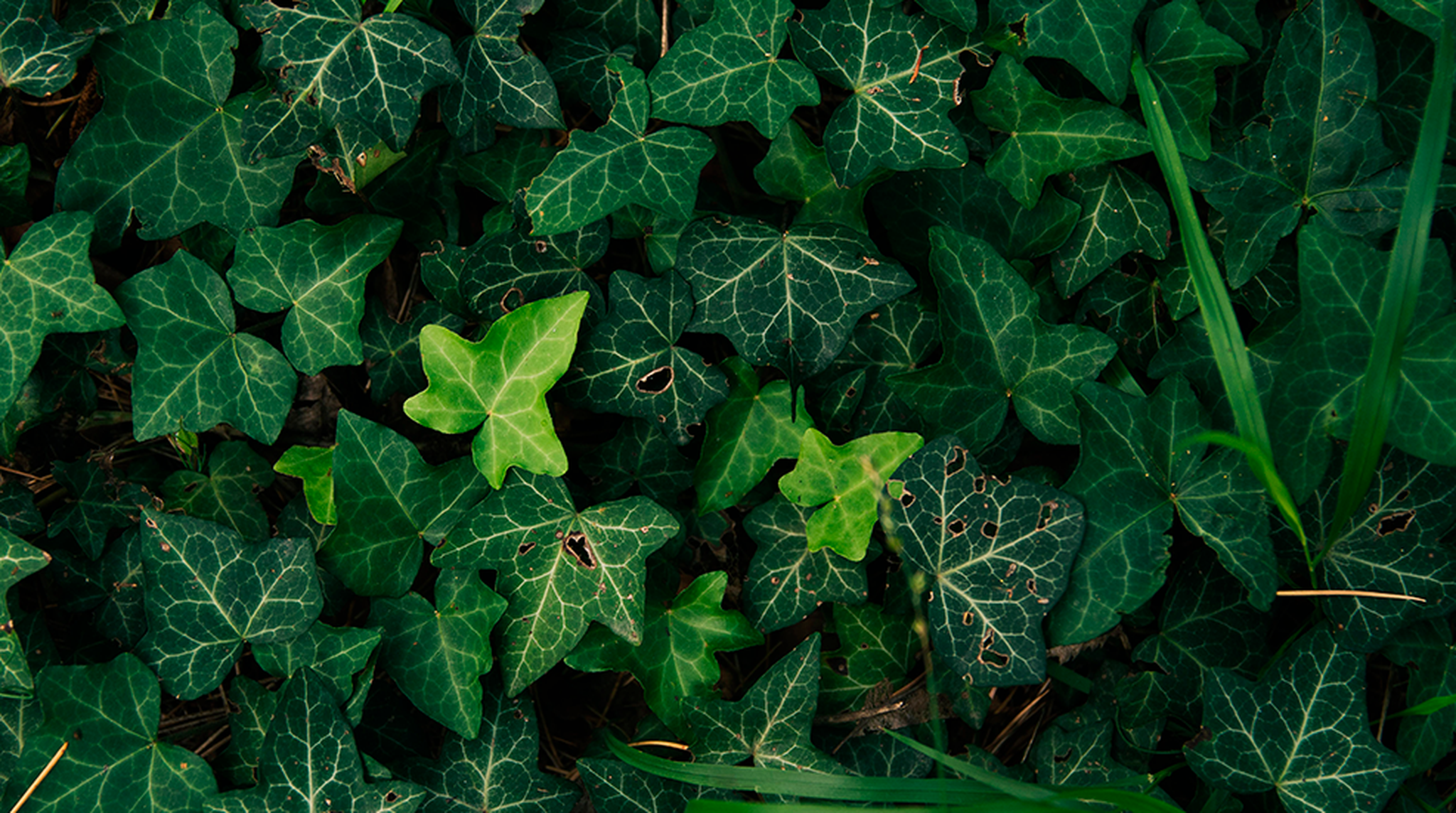 Close up of Ivy