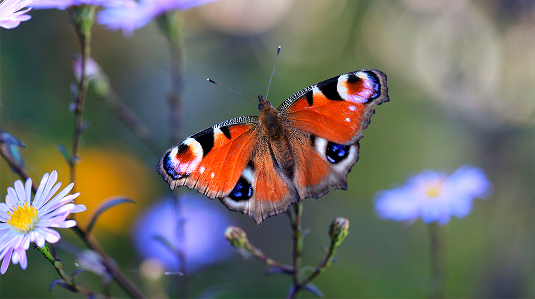 A close up of a butterfly