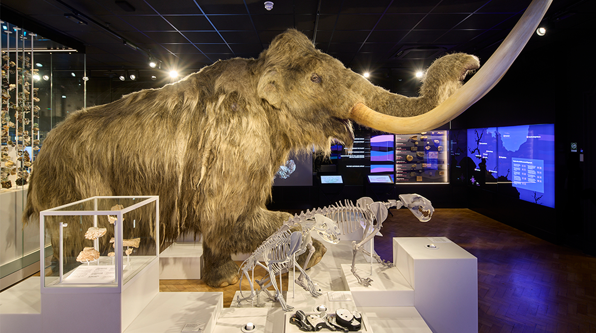 Stuffed mammoth at The Box