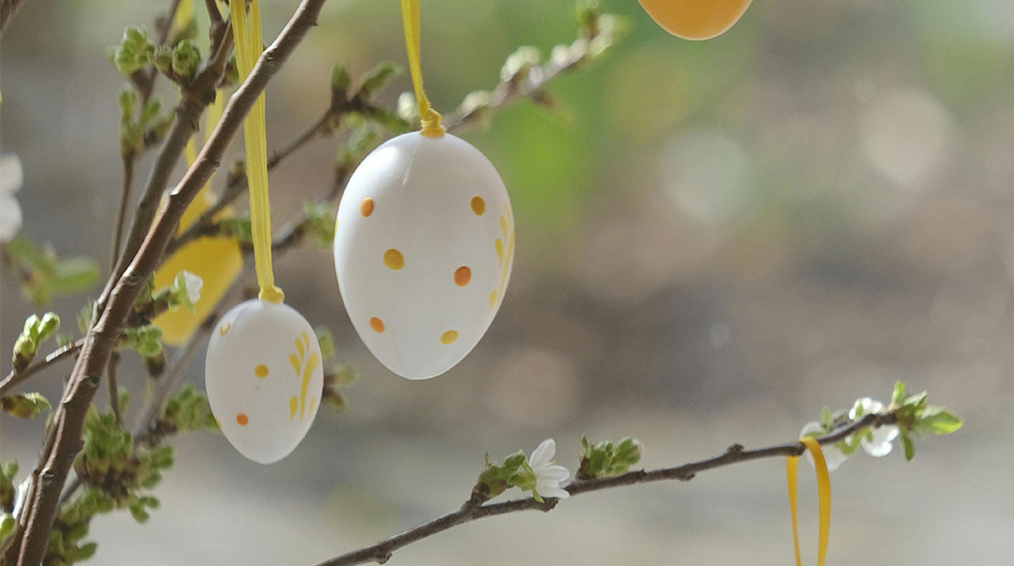 Decorative Easter eggs with yellow dots hang on a blossoming branch