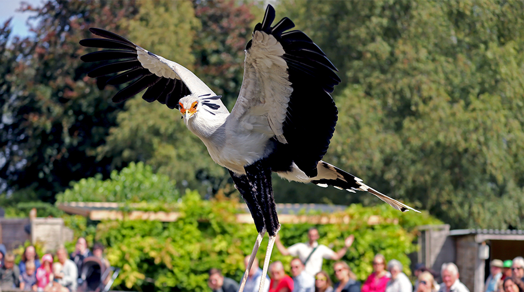 Secretary Bird takes flight at the Hawk Conservancy Trust