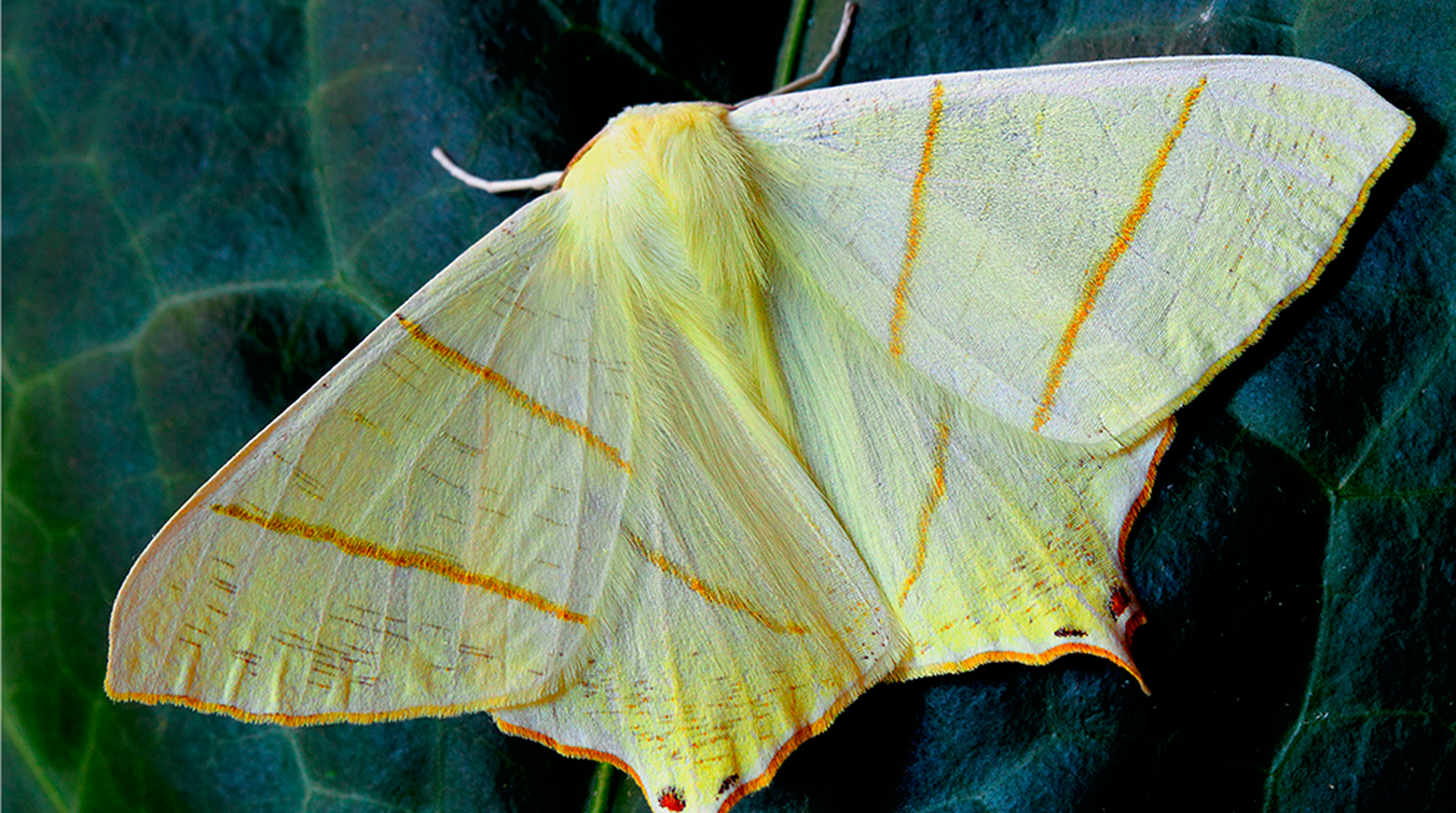 Close up of a swallow-tailed moth