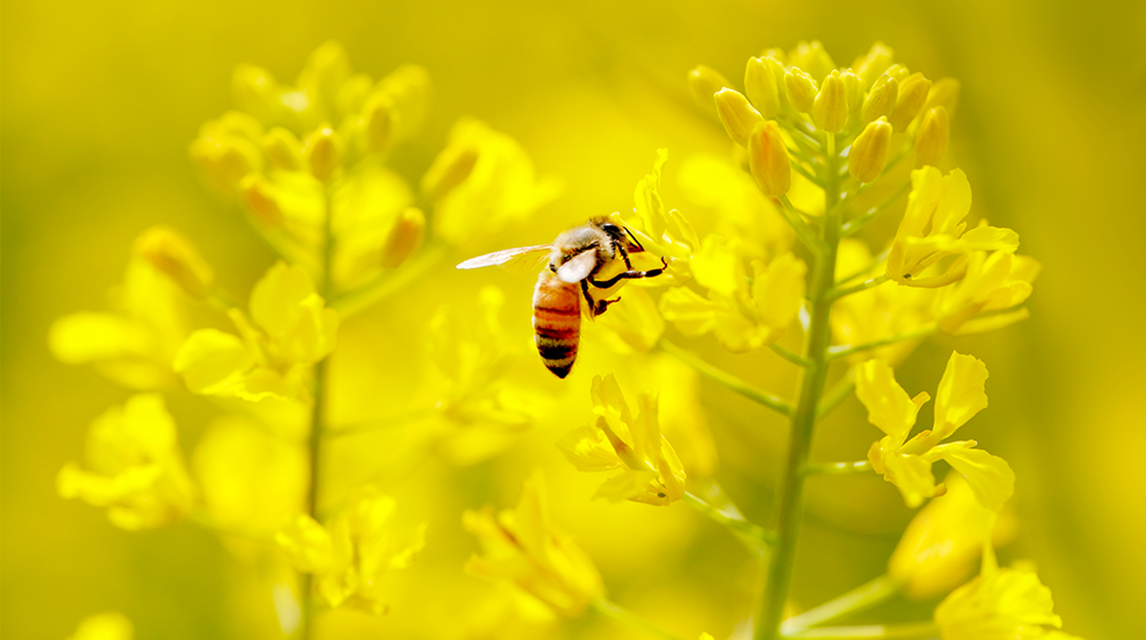 Honey bee taking neectar from oilseeds flower