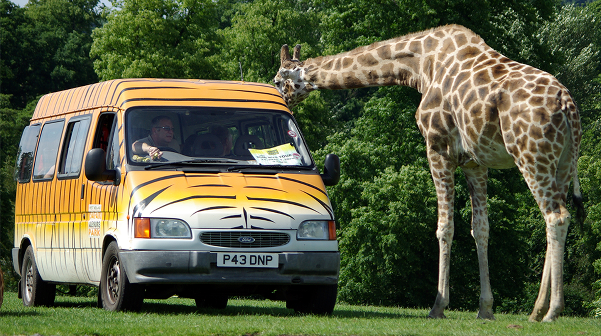 A  Rothschild's Giraffe approaching a tiger-striped Ford Transit tour minibus, West Midlands Safari Park, Bewdley, Worcestershire, England, UK