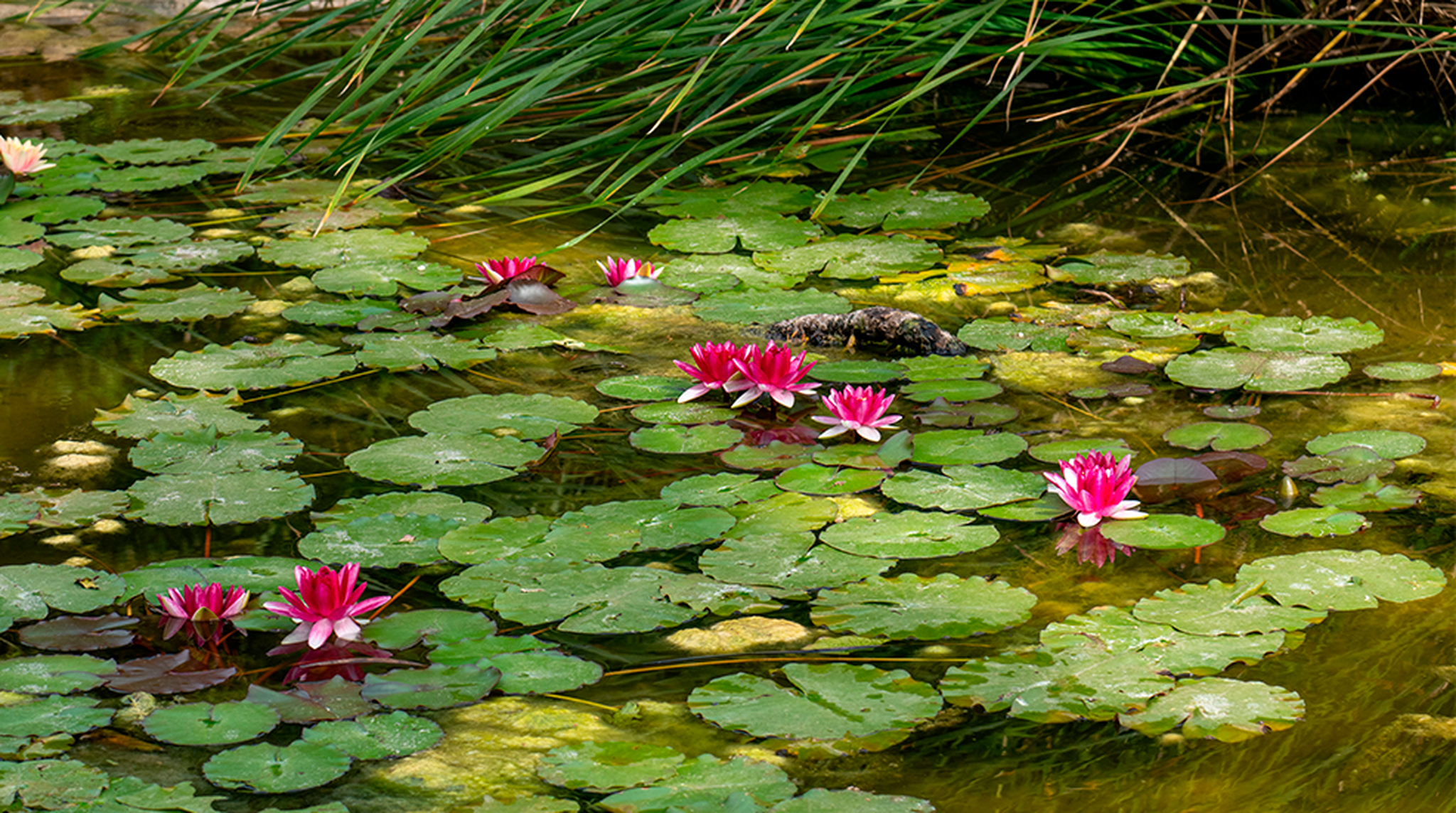 Lily pads floating on pond surface