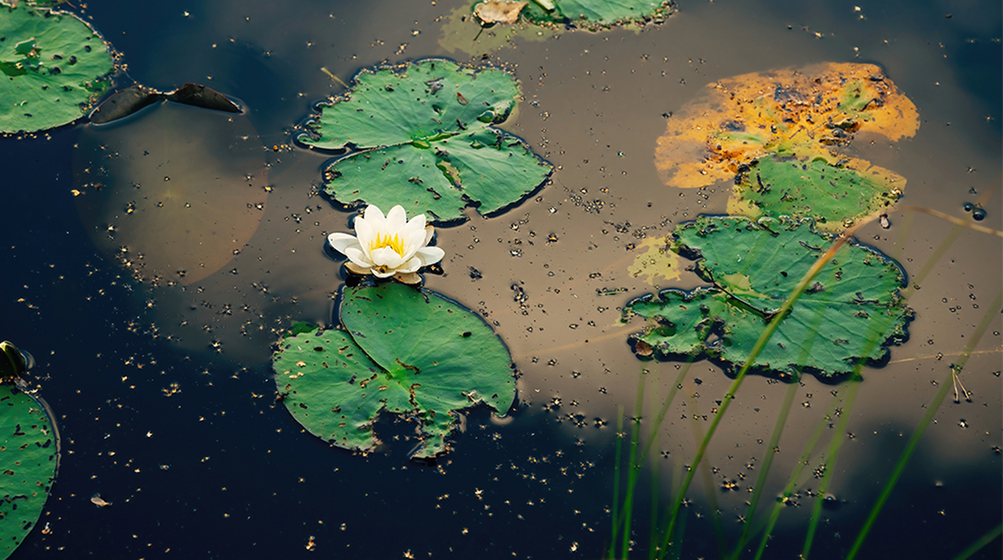 How to build a wildlife pond in 3 easy steps