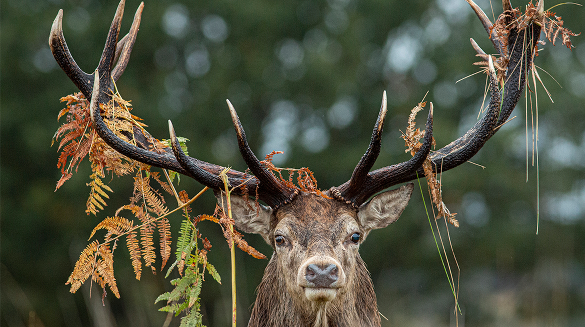 Red Deer (Cervus elaphus) stag during the rut