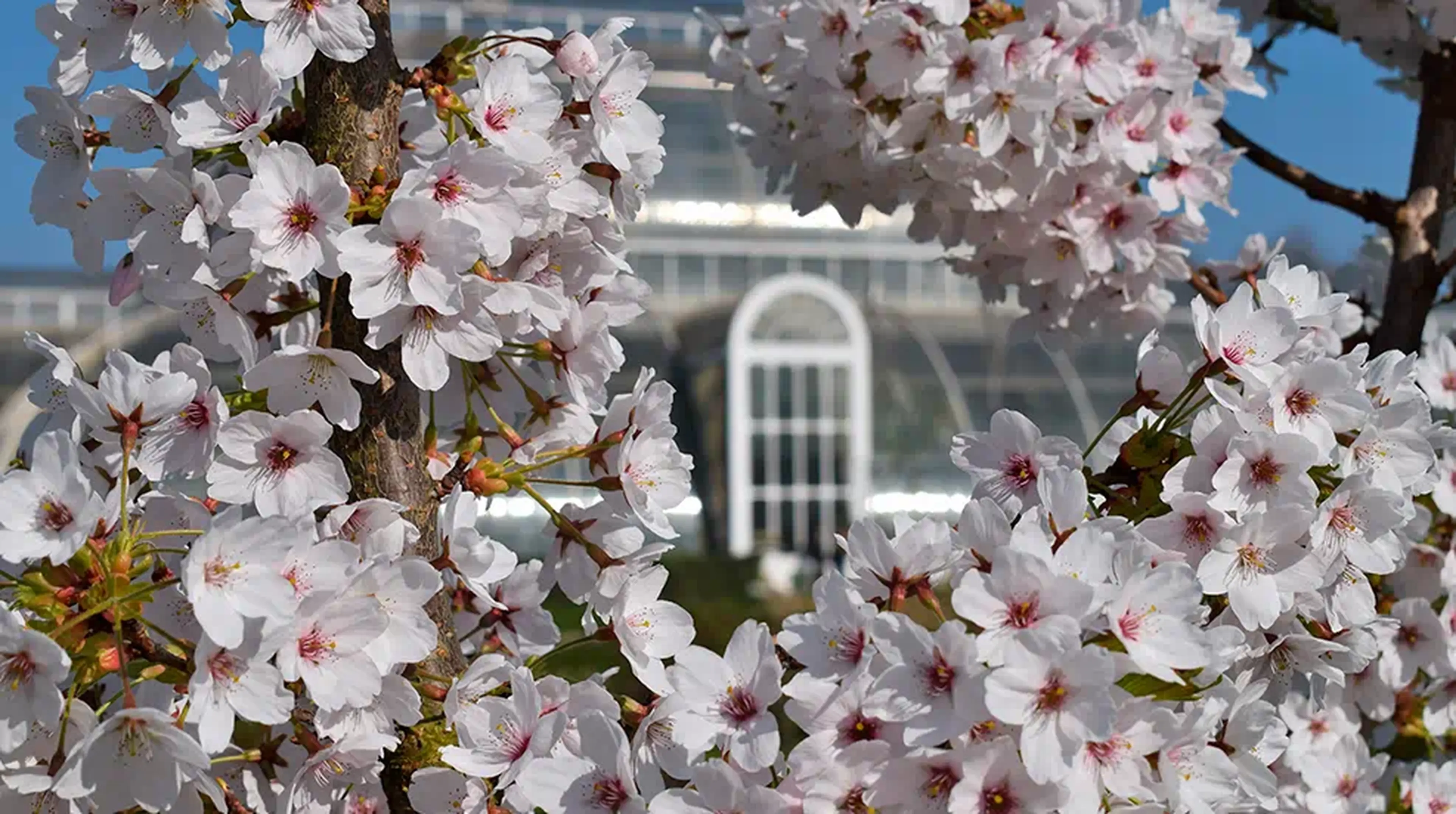 Cherry blossoms in full bloom Kew Gardens