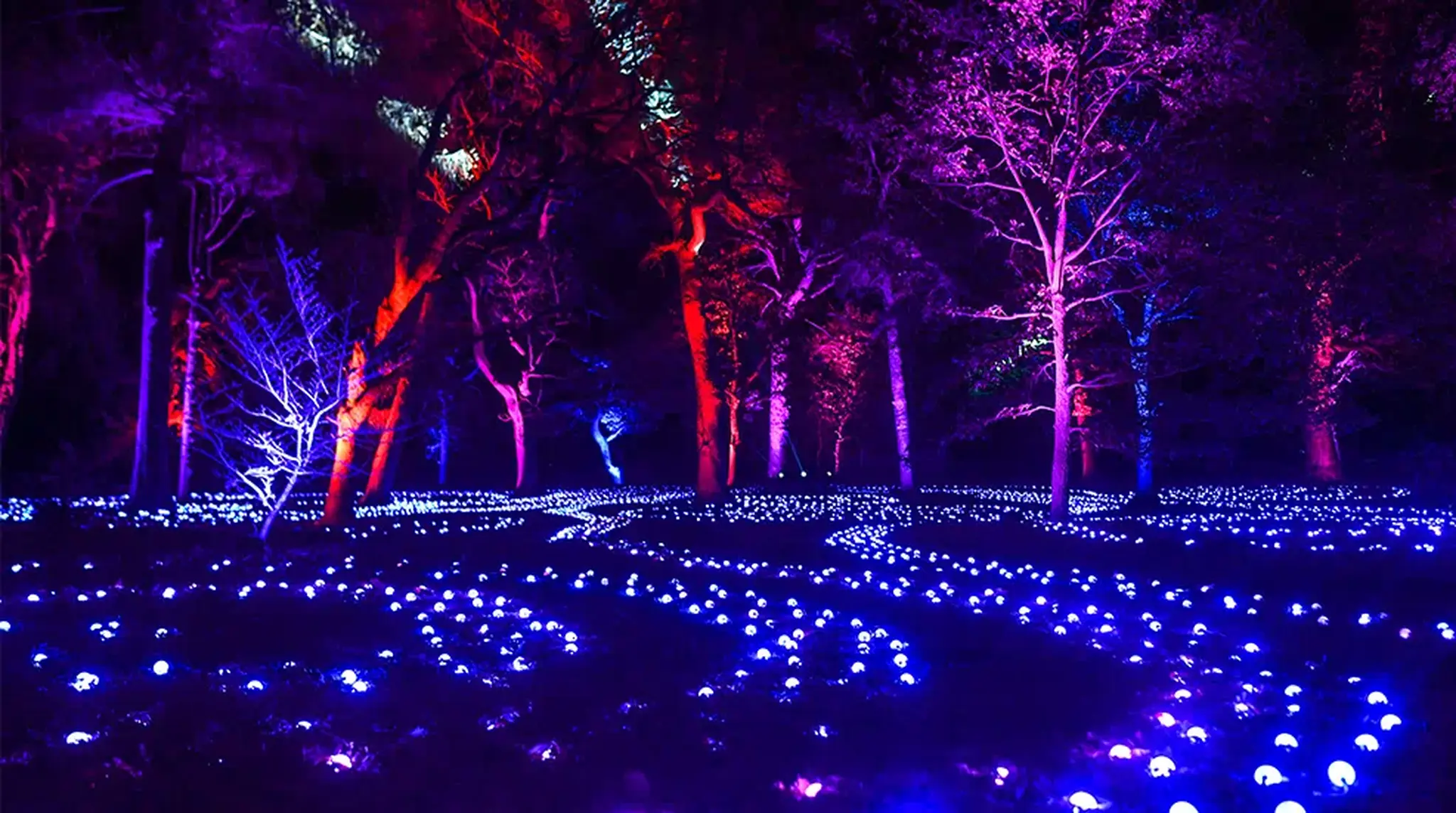 Edinburgh Zoo's Giant Lanterns - A forest at night illuminated by colorful lights