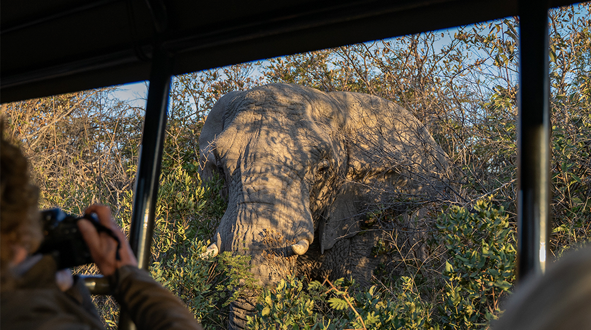 Elephant concealed in dense foliage as a person photographs it from a safari vehicle, with branches casting shadows on its wrinkled skin.