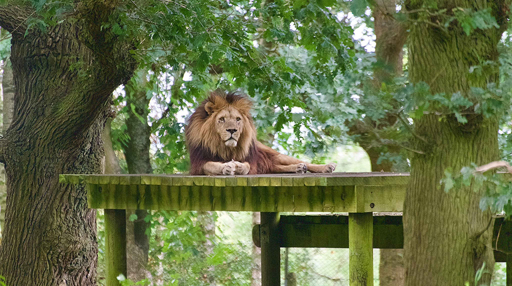 Lion led down on a platform at Knowsley Safari Park