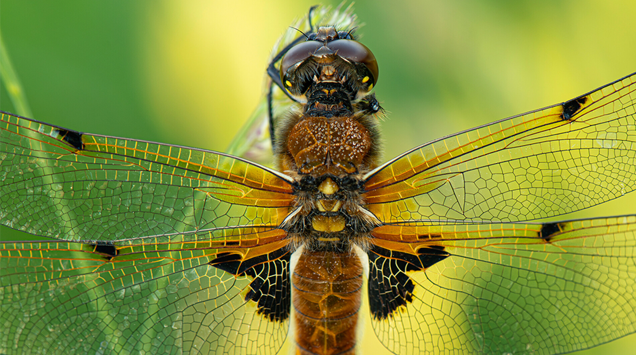 Close up of a dragonfly