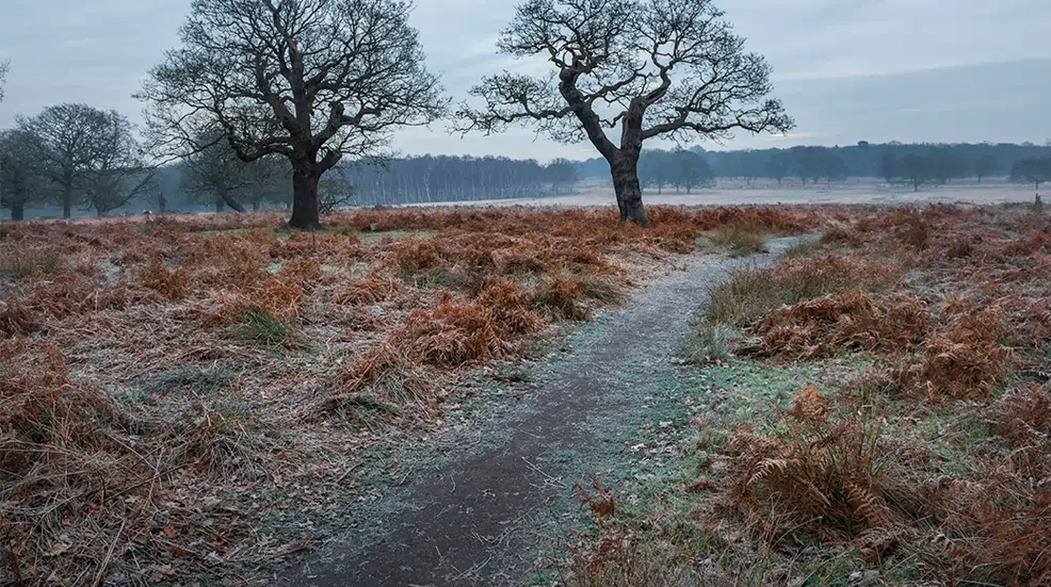A frosty path winds through a field with dry ferns and bare trees