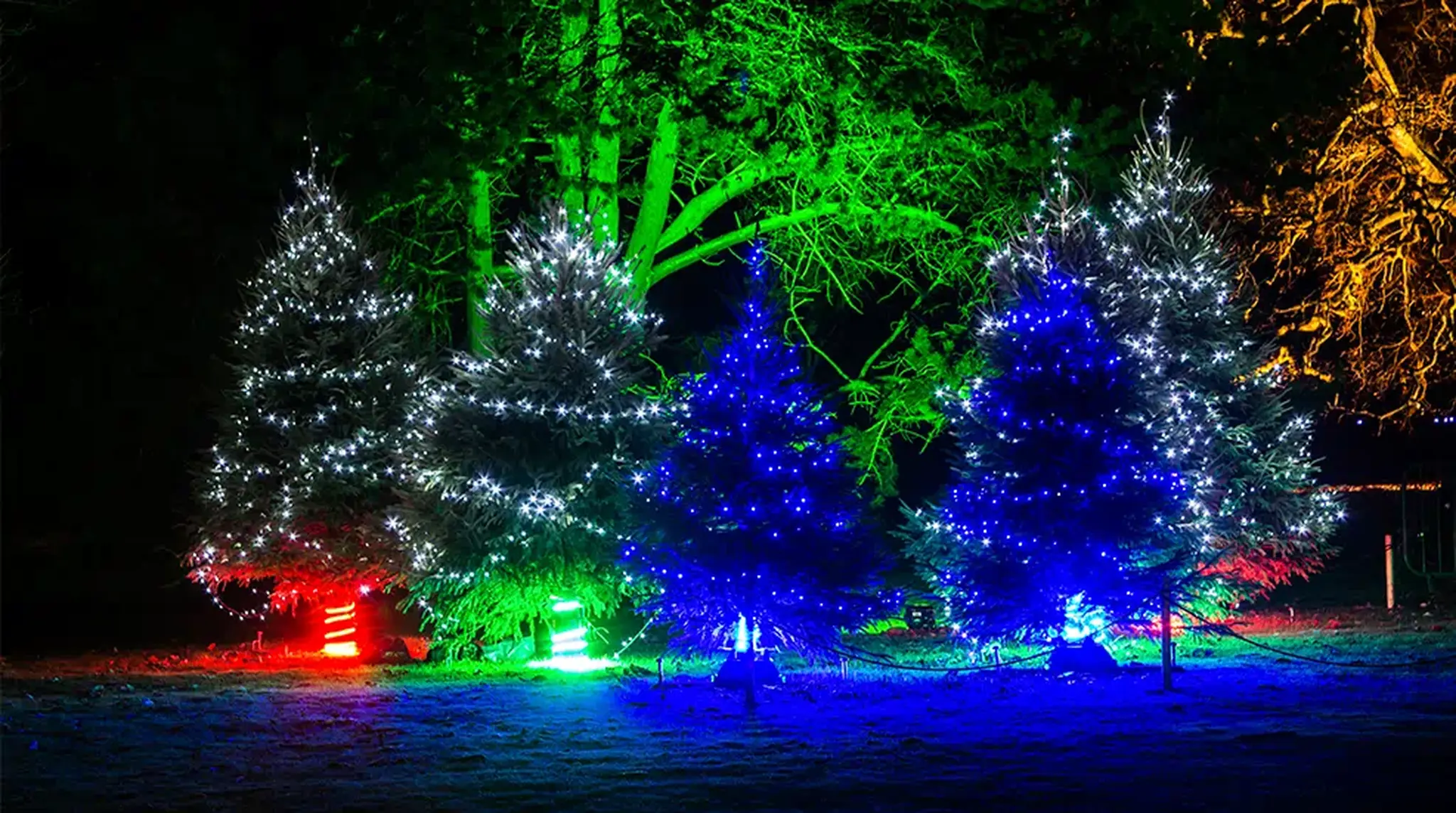 Four illuminated Christmas trees with colourful lights in a dark outdoor setting