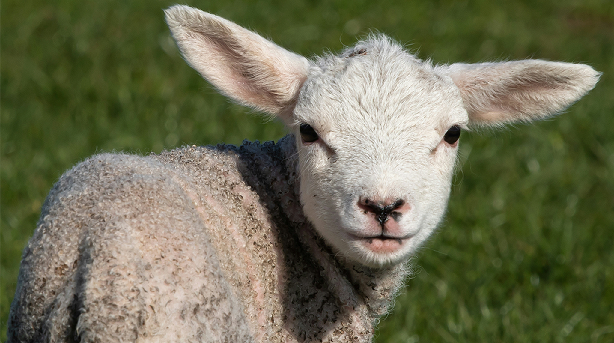 Close up of a lamb's face