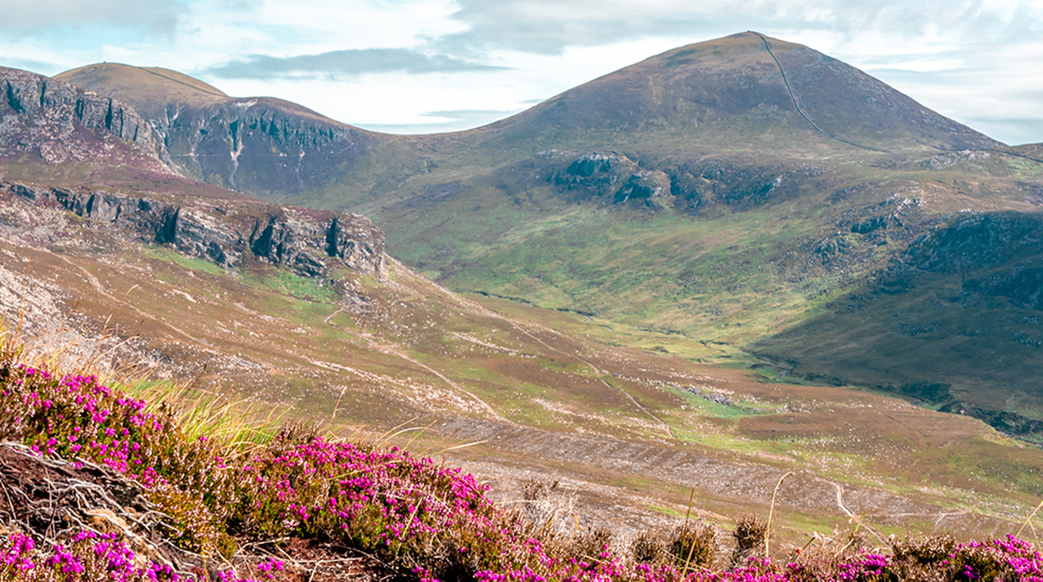 Vivid pink heather flowers in full summer bloom spill across the foreground with the granite peak of Slieve Donard