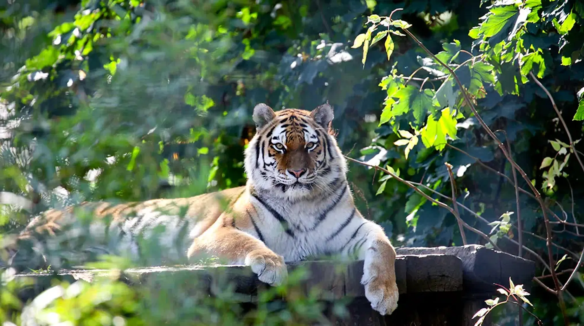 A tiger lies on a wooden platform, surrounded by green foliage