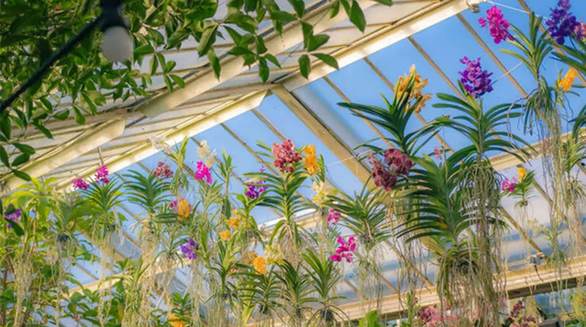 Orchids at Kew Gardens