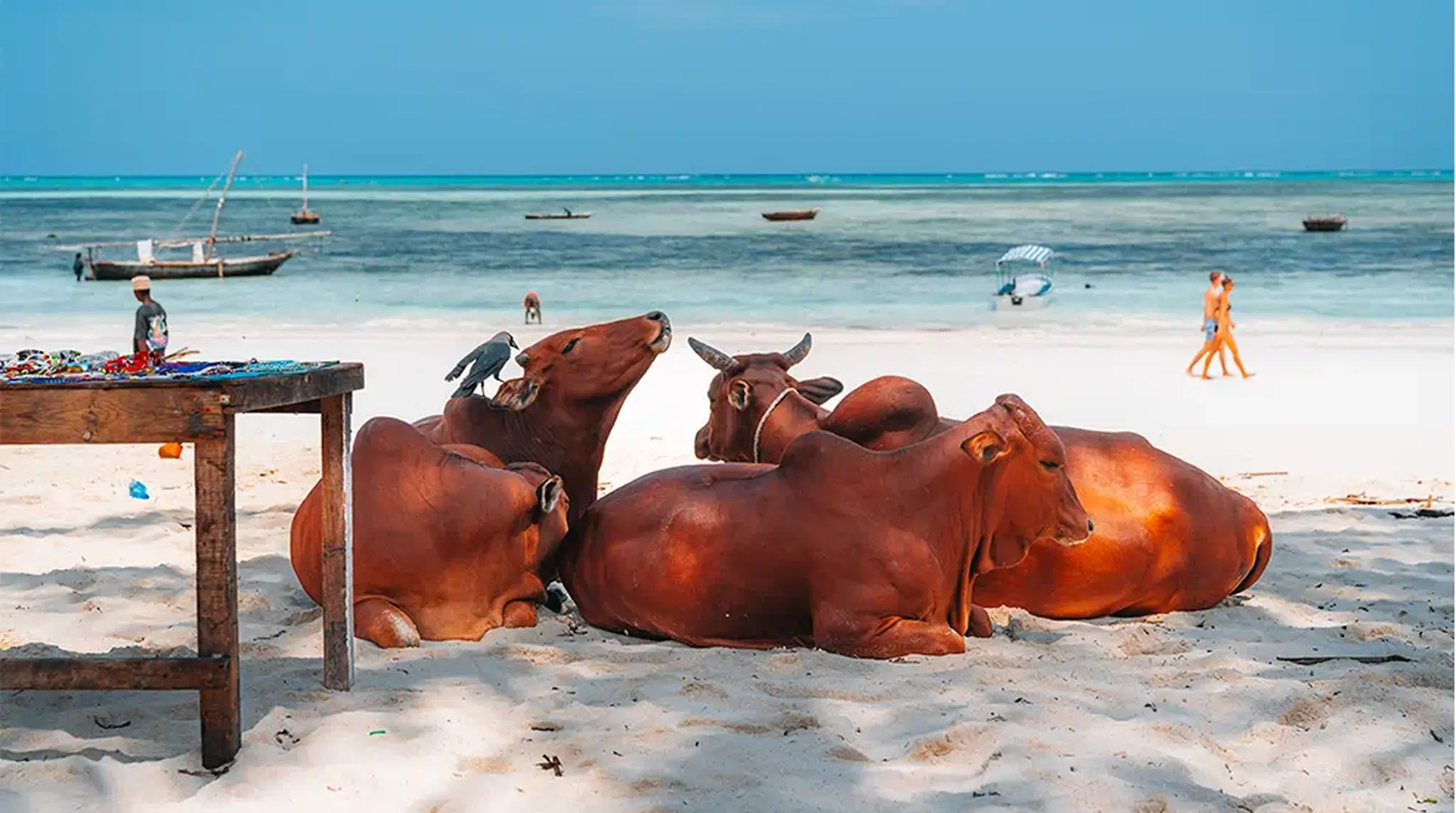 Cows resting on a sandy beach by the sea