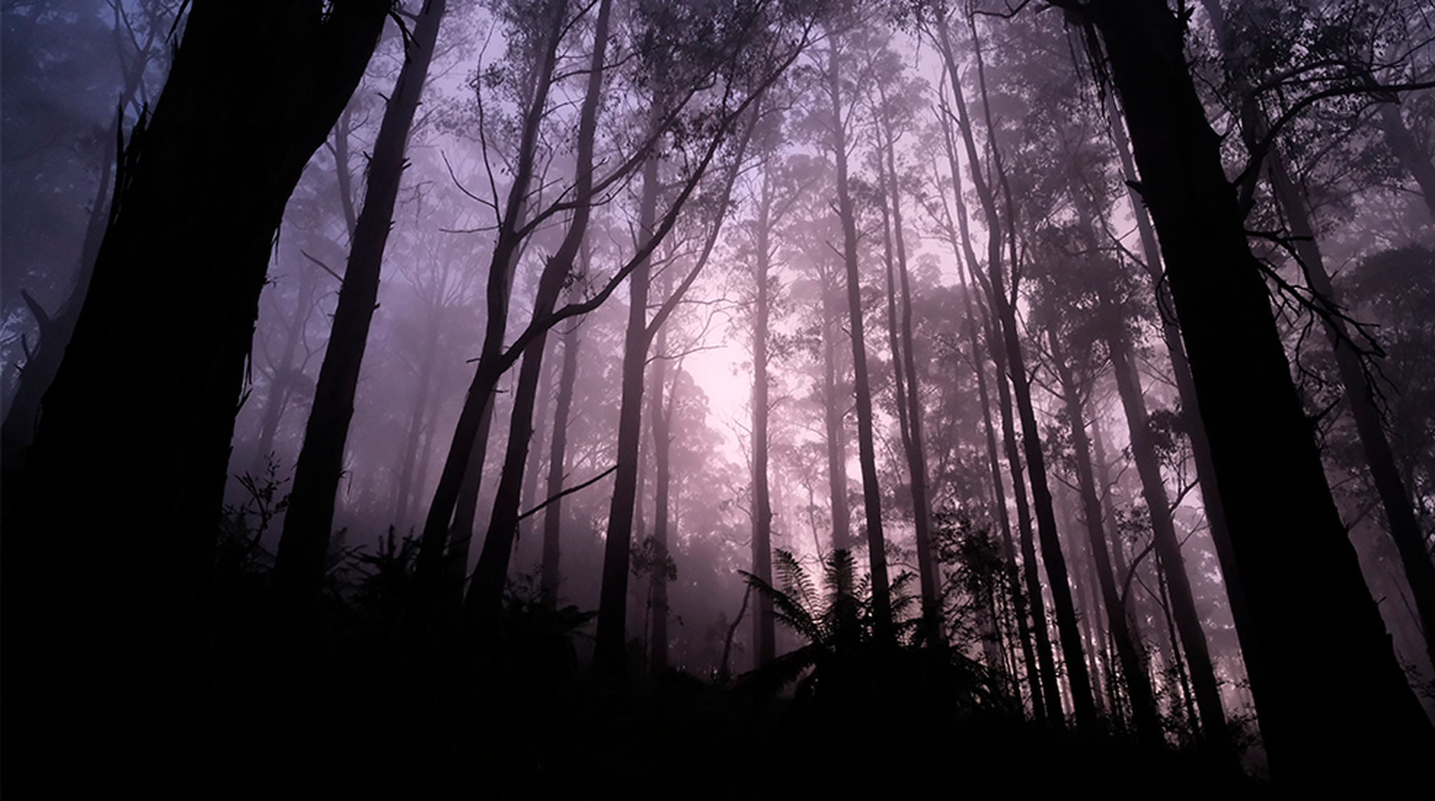 An enigmatic forest scene at twilight, with backlit trees and a mysterious atmosphere