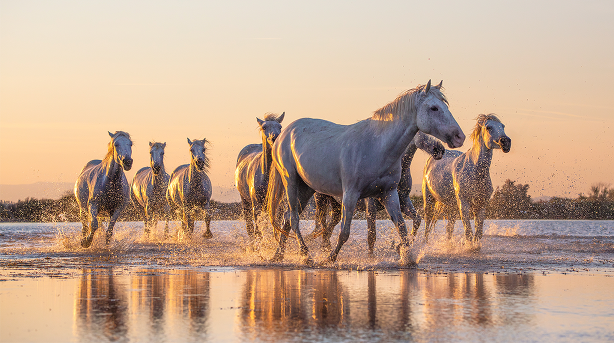 Wild White Horses of Camargue running in water during idyllic sunset.
