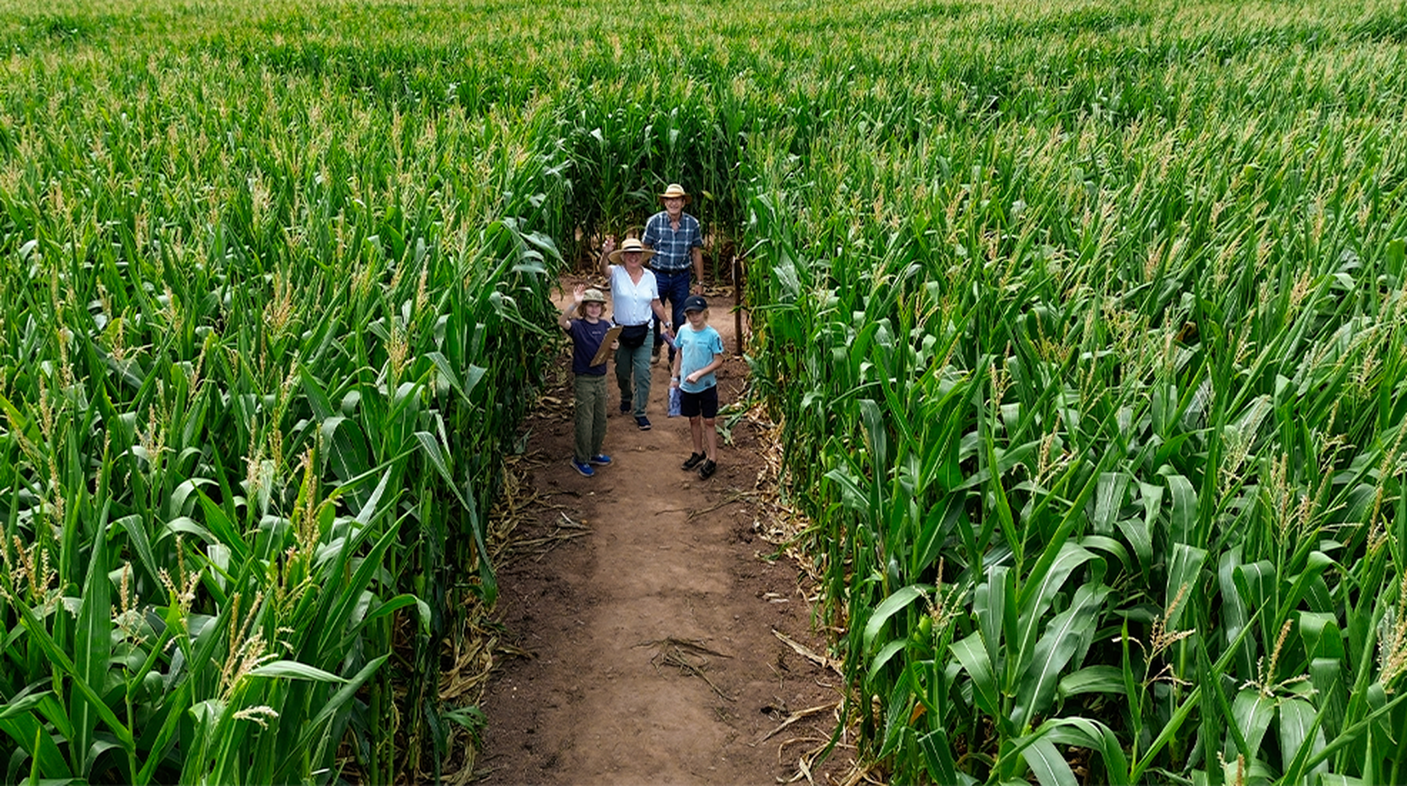 Grandparents and two grandchildren wave at camera walking through Elton Giant Maze in Gloucestershire