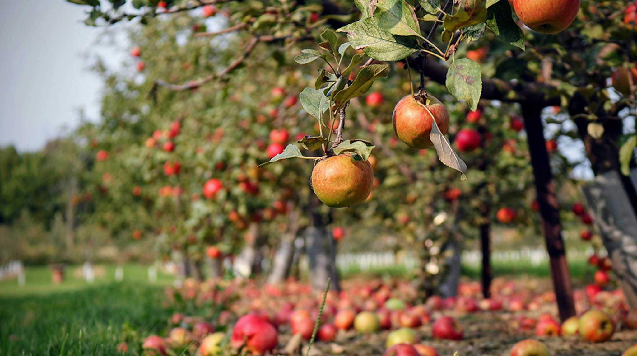 Apple hanging from tree