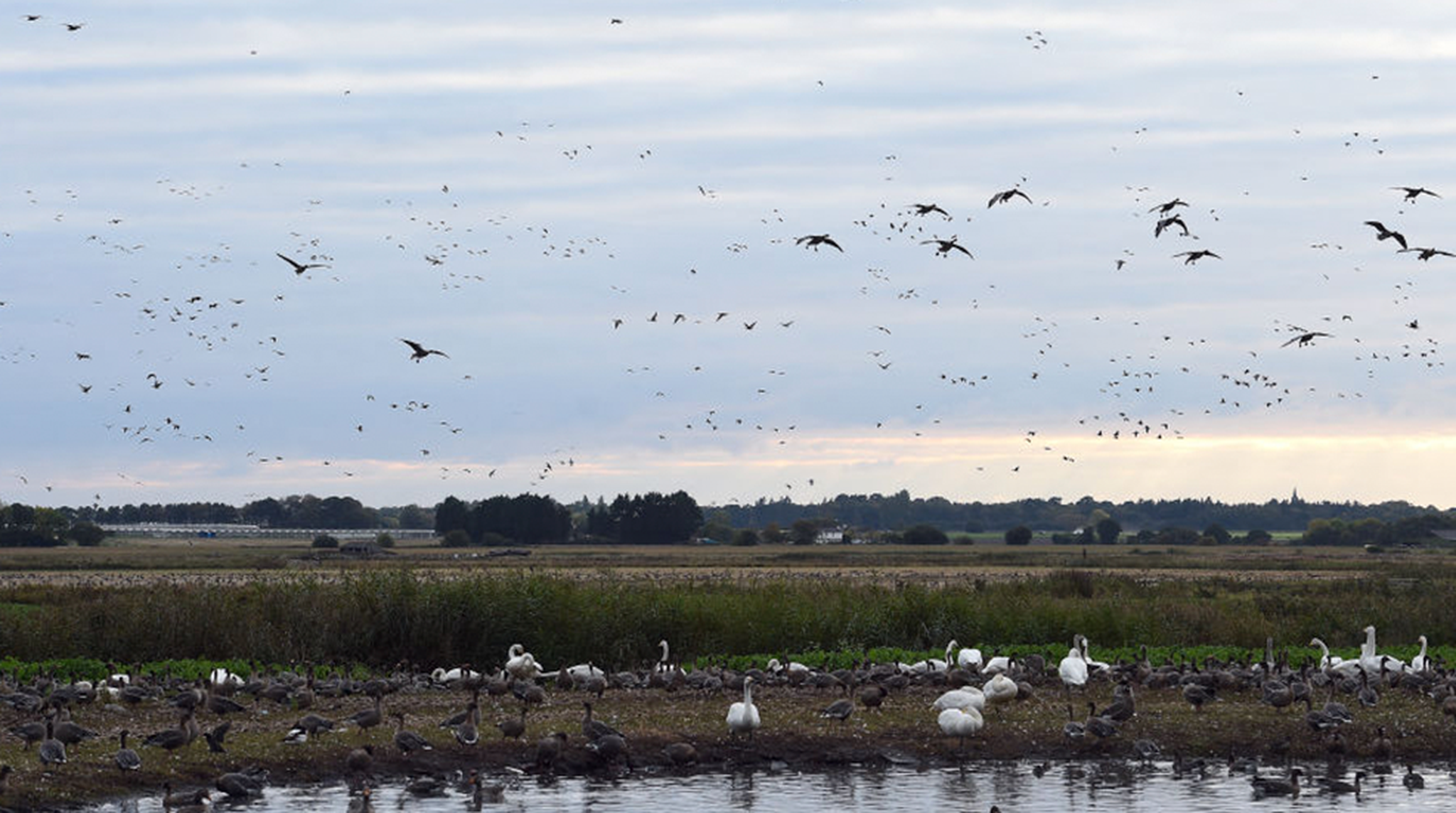 Geese come in to roost at the Martin Mere Wetlands Centre near Burscough in north west England