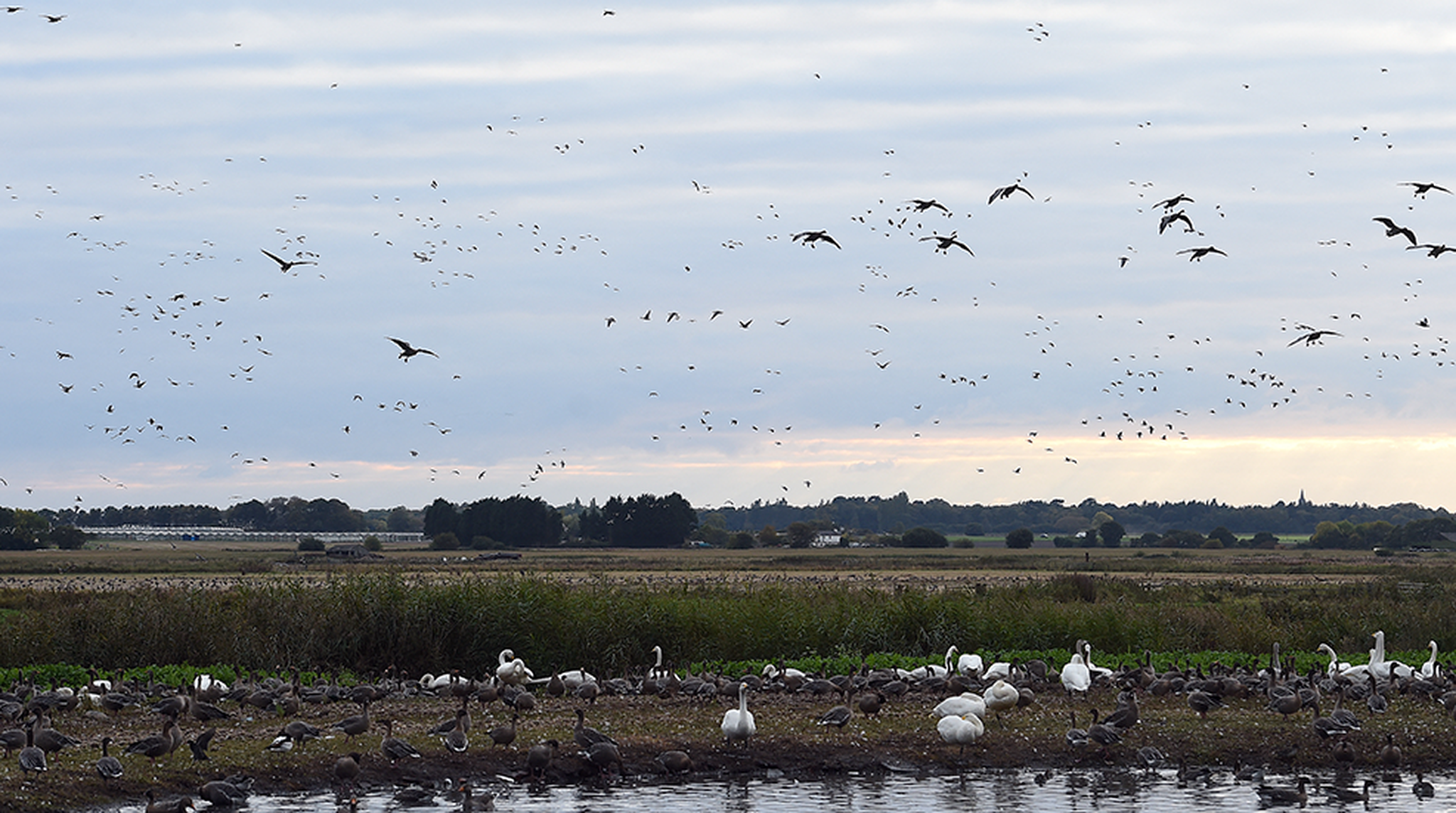Geese come in to roost at the Martin Mere Wetlands Centre near Burscough