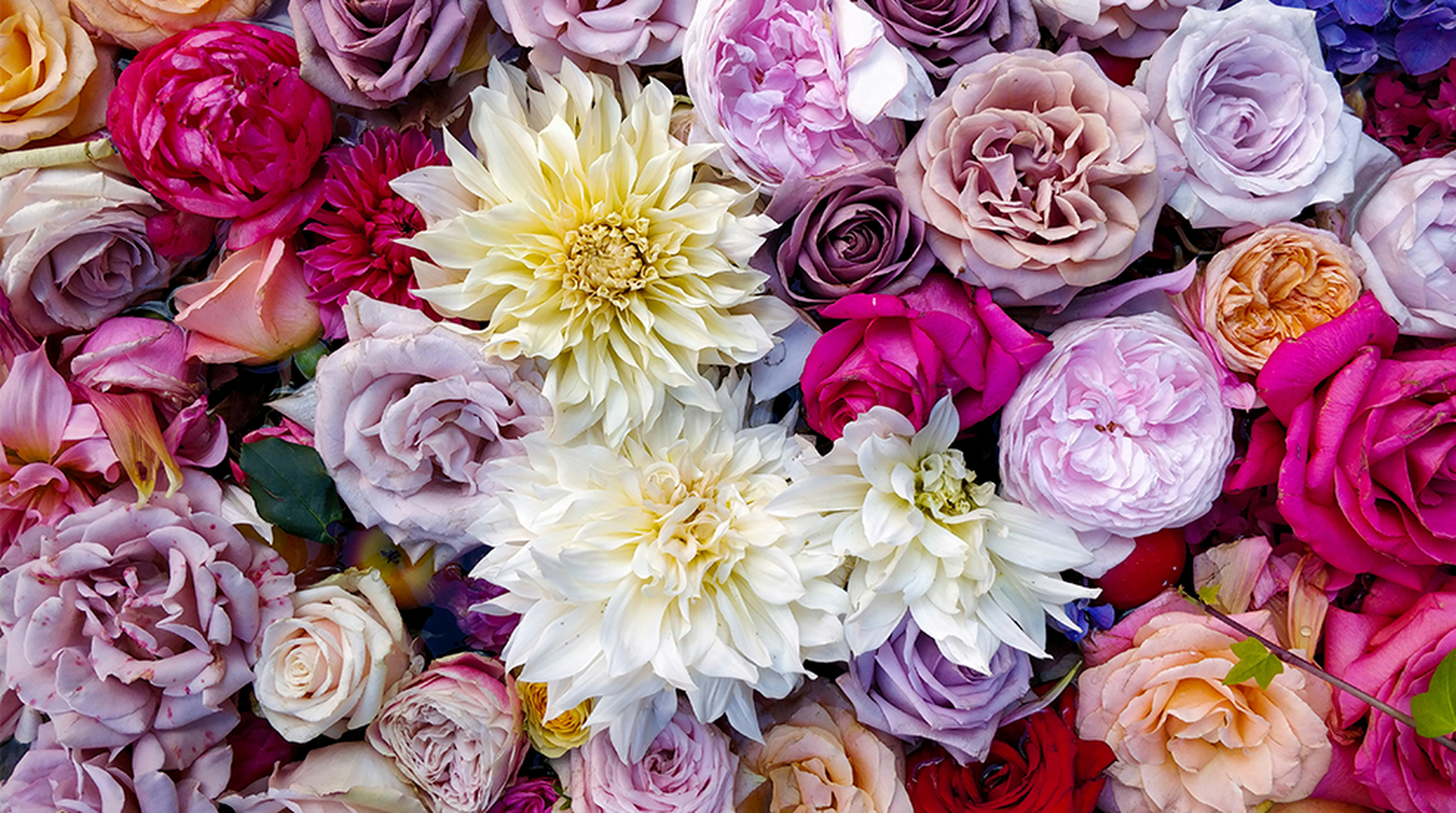 Close up of flowers