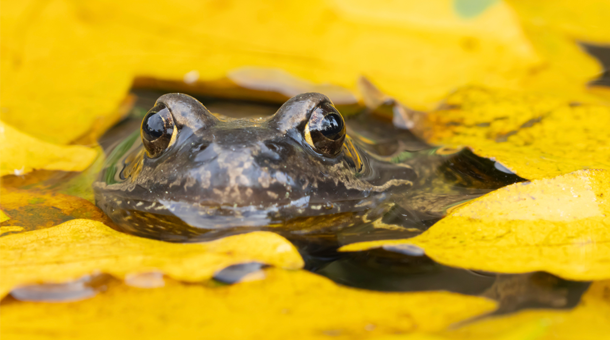 Common frog appearing from garden pod