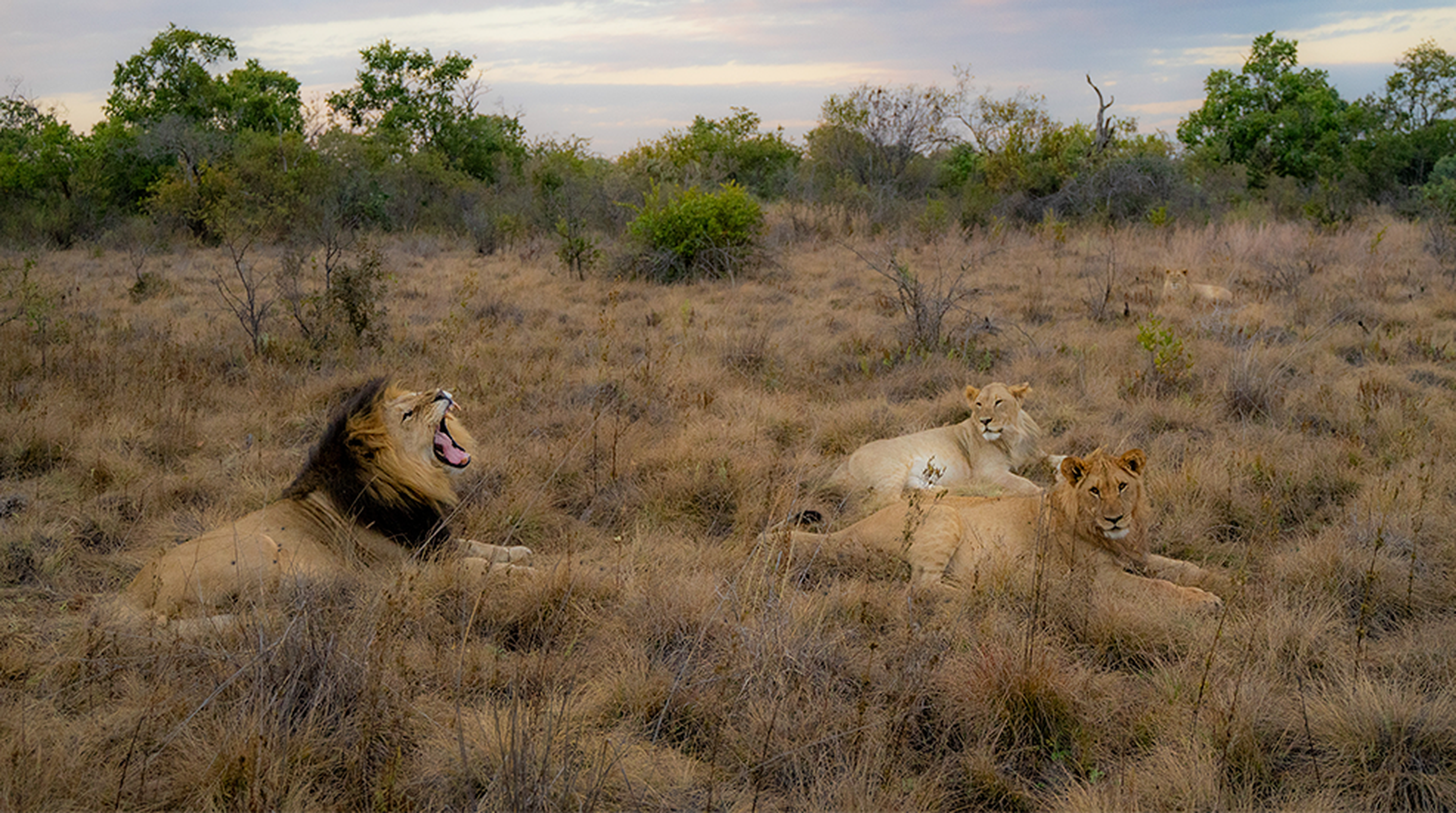 A lion pride rests in dry grass; the male lion yawns while two lionesses lie nearby, surrounded by sparse greenery and a cloudy sky.