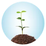jong plantje
