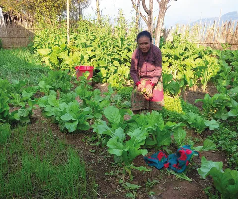 An elderly woman in a garden tends to lush green plants, surrounded by a variety of vegetation, with a red bucket nearby.