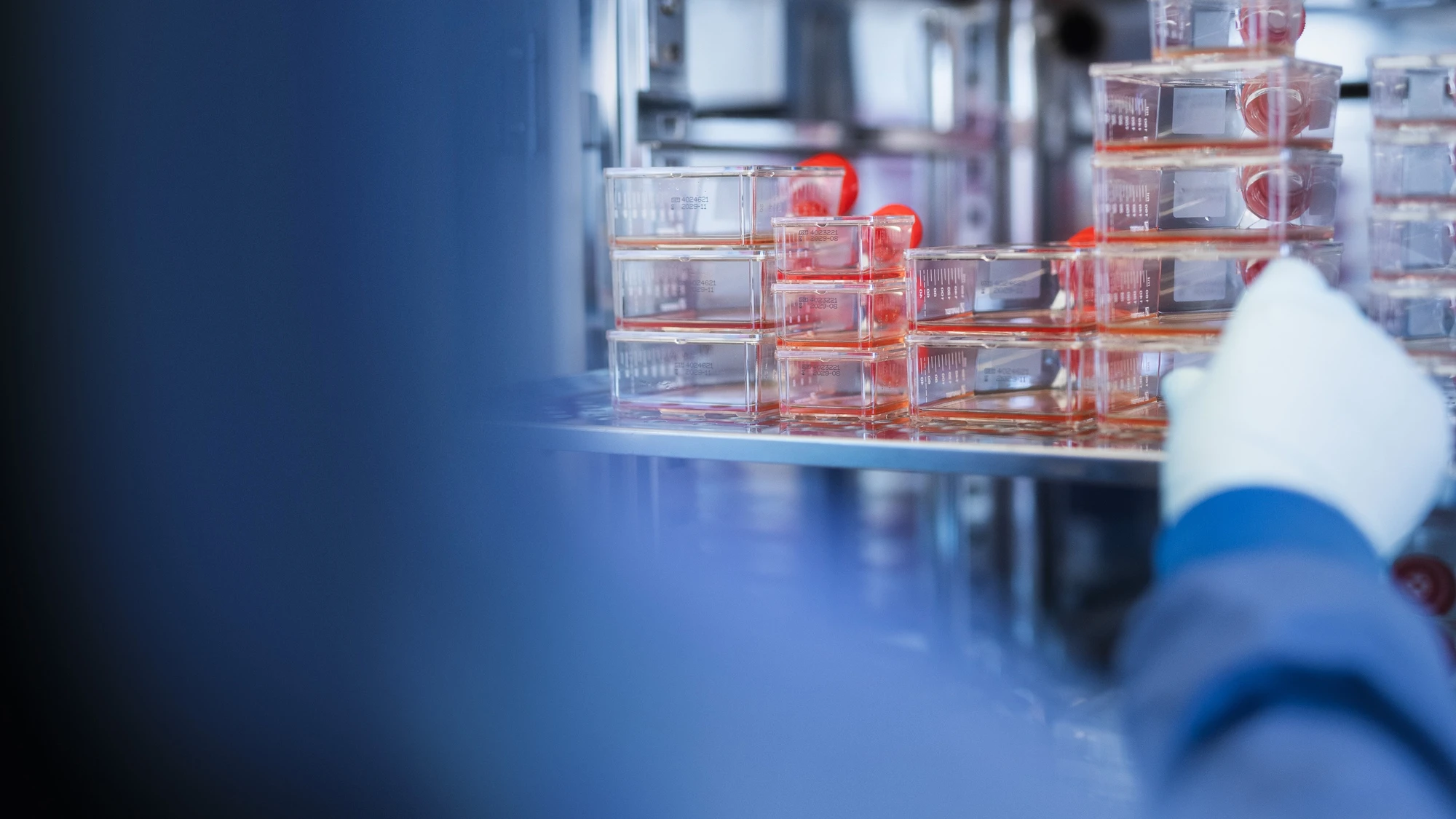 An open incubator showing the patient-derived cell-cultures used in target validation for precision oncology drug discovery.