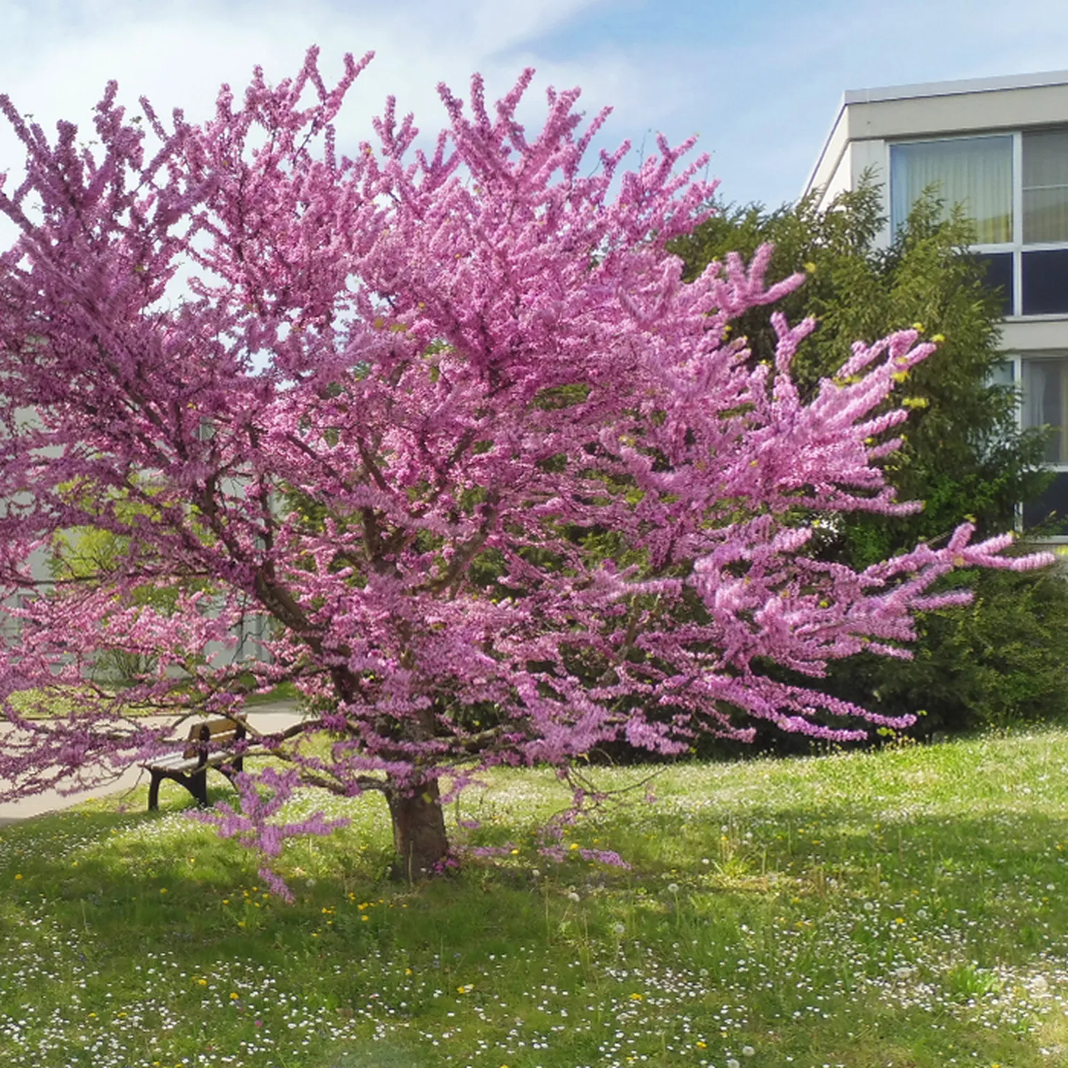 Blick auf das Haus C auf dem Klinikgelände Rehazentrum Hegau-Jugendwerk mit herrlich rosa blühendem Baum im Vordergrund.