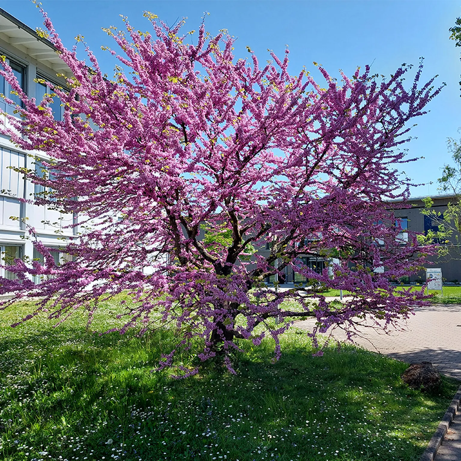 Rosa blühender Baum vor Haus E im Hegau-Jugendwerk Gailingen