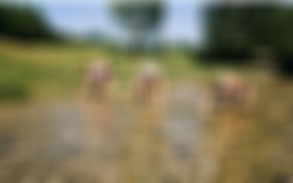Spielende Kinder beim Bau eines Staudamms in einem seichten Fluss zwischen Wiesen und Wald