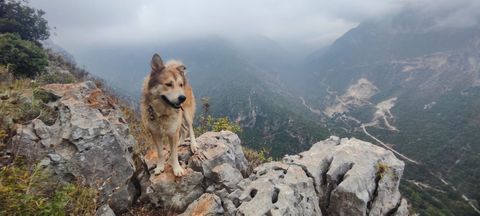 Cozax in the mountains of Akkar.