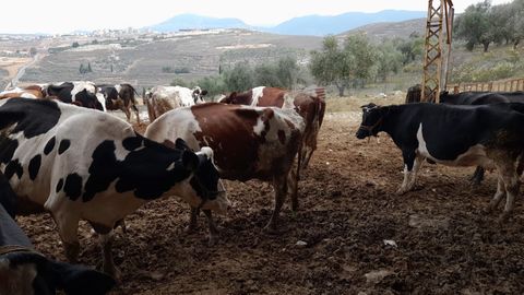 It became too dangerous for Robert to buy food for his cows.